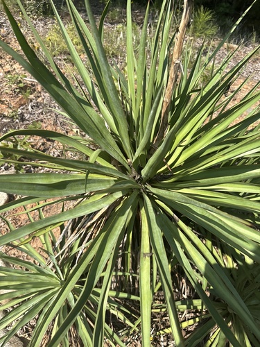 common yucca