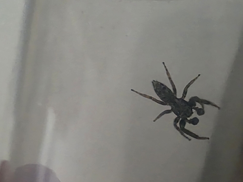 Fencepost jumping spider