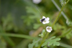 Adela septentrionella