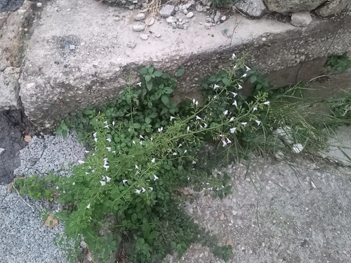 Lesser Calamint
