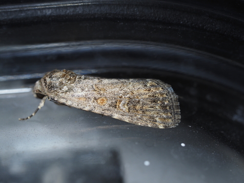 Beet Armyworm Moth