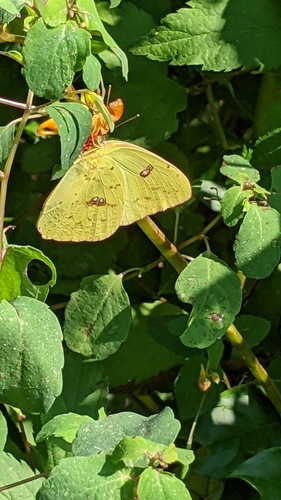 Cloudless Sulphur