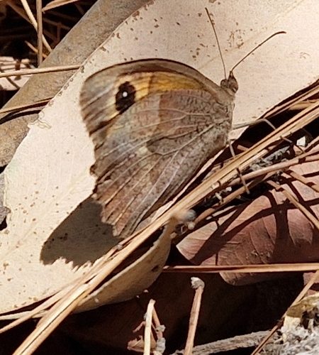 Meadow Brown