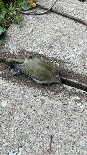 Red-eyed Vireo