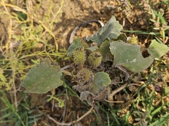 Xanthium orientale, photograph (c) Анна, some rights reserved (CC BY)