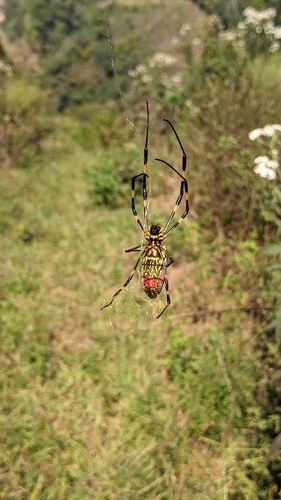 Joro Spider