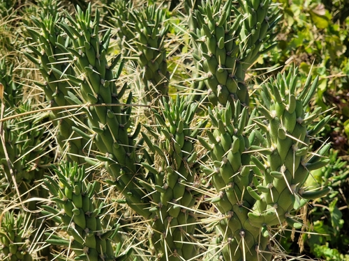 Eve's Needle Cactus