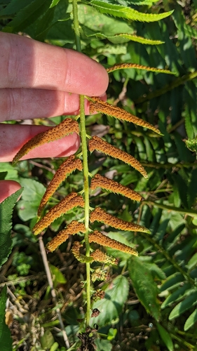 Christmas fern