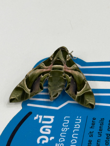 Oleander Hawkmoth