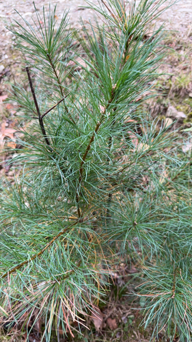 eastern white pine