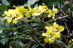 Cyrtochilum macranthum
