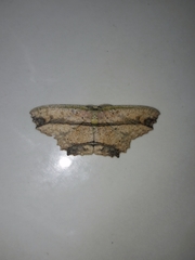 Cyclophora melitia