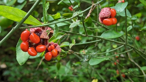 strawberry bush
