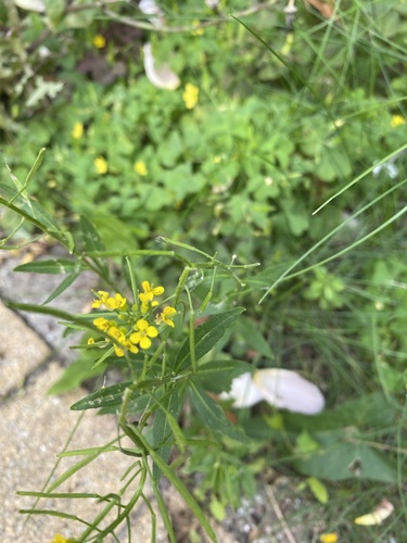 Erysimum cheiranthoides