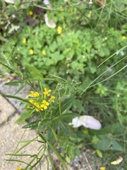 Erysimum cheiranthoides