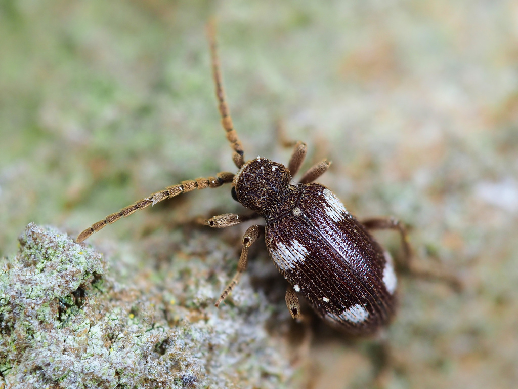 Six-spot Spider Beetle