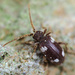 Six-spot Spider Beetle - Photo (c) Gilles San Martin, some rights reserved (CC BY-SA), uploaded by Gilles San Martin