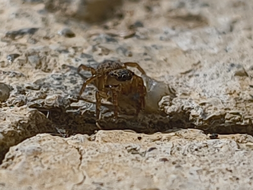 White-Palped Jumping Spider