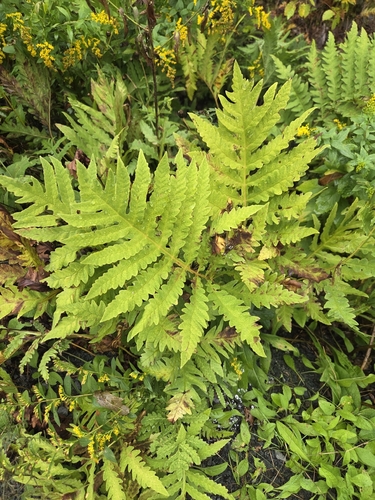 sensitive fern