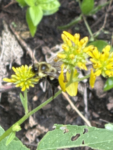 Common Eastern Bumble Bee