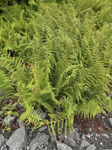 hay-scented fern