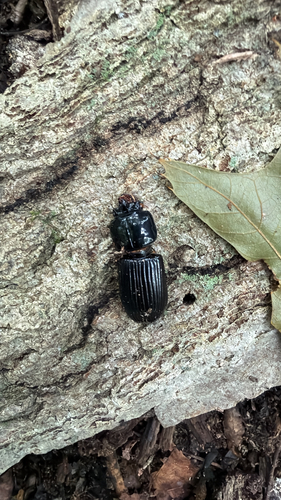 Horned Passalus Beetle