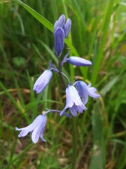 Hyacinthoides