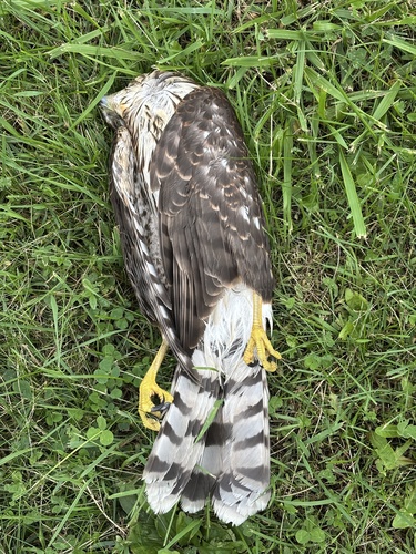 Cooper's Hawk