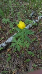 Trollius europaeus