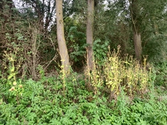Dipsacus pilosus
