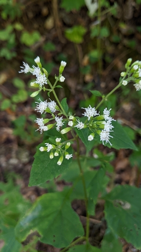 white snakeroot