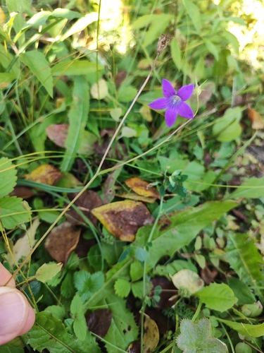 Spreading Bellflower
