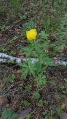 Trollius europaeus