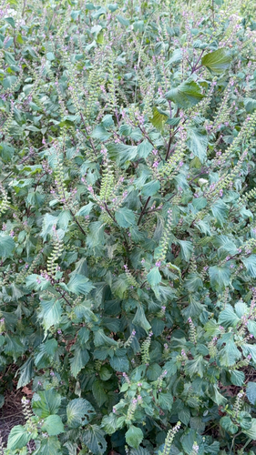 beefsteak plant