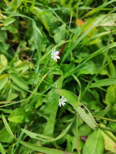 lesser stitchwort
