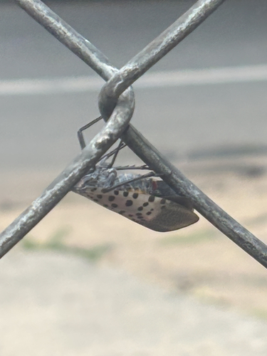 Spotted Lanternfly