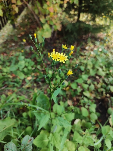 nipplewort