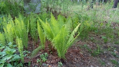 Matteuccia struthiopteris