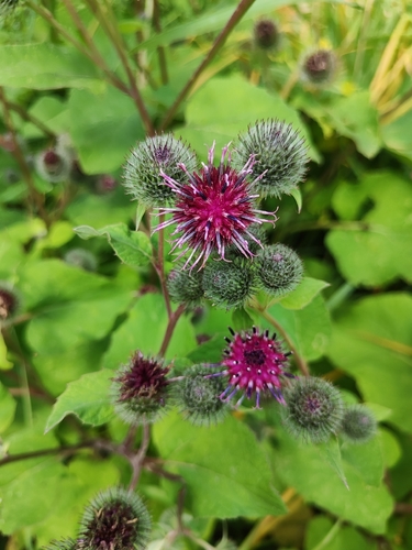 Woolly Burdock