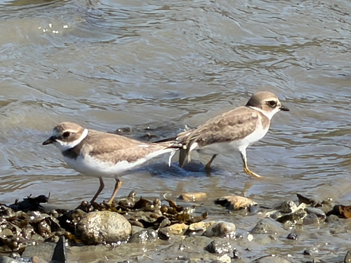 Semipalmated Plover