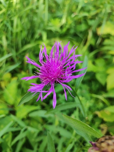 Brown Knapweed