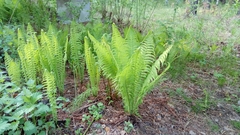 Matteuccia struthiopteris