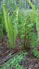 Matteuccia struthiopteris