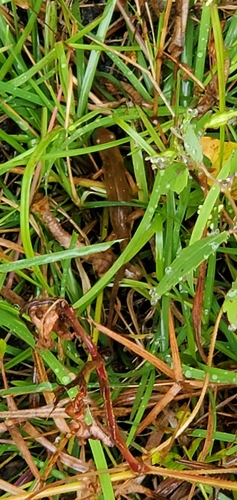 Eastern Newt