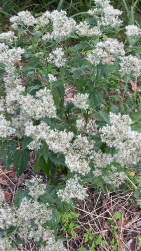 late boneset