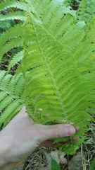 Matteuccia struthiopteris