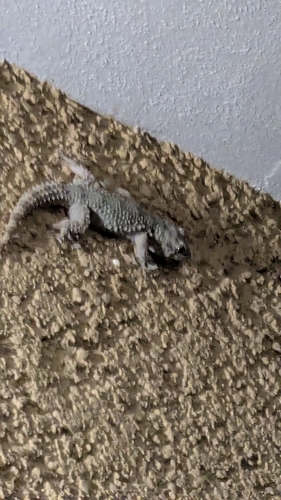 Moorish Gecko