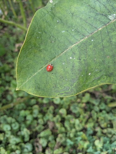Asian Lady Beetle