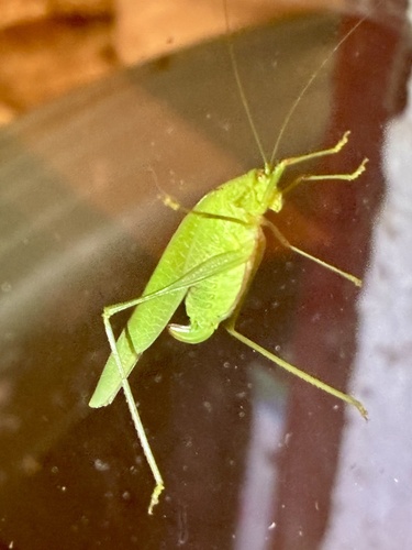 Mediterranean Katydid
