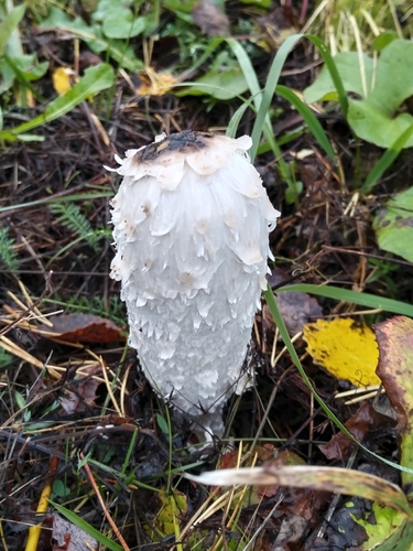 Shaggy Mane